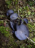 Helvella cupuliformis image