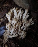 Ramaria acrisiccescens image