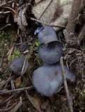 Helvella cupuliformis image