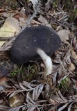 Helvella cupuliformis image