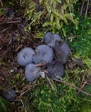 Helvella cupuliformis image