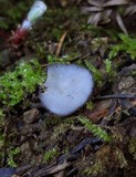 Helvella cupuliformis image