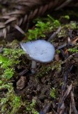 Helvella cupuliformis image