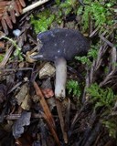 Helvella cupuliformis image