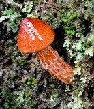 Austroboletus lacunosus image