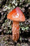 Austroboletus lacunosus image