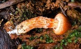 Austroboletus lacunosus image