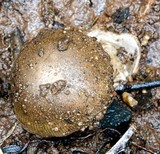 Amanita sect. Vaginatae image