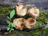 Lentinus crinitus image