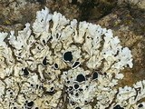 Physcia phaea image
