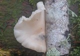Crepidotus variabilis image