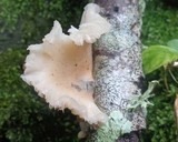 Crepidotus variabilis image