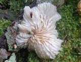 Crepidotus variabilis image