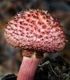 Boletellus emodensis image