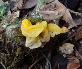 Naematelia aurantia image