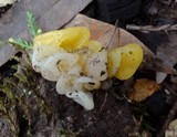 Naematelia aurantia image