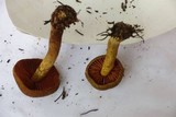 Cortinarius malicorius image