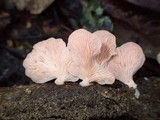 Pleurotus djamor image