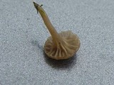 Arrhenia rickenii image