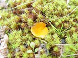 Neottiella rutilans image