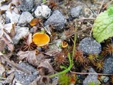 Neottiella rutilans image