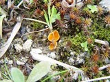 Neottiella rutilans image