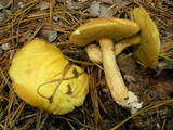 Suillus hirtellus image