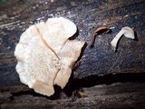 Auriscalpium villipes image