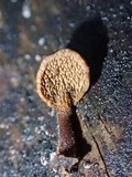 Auriscalpium villipes image