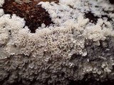 Hydnopolyporus fimbriatus image