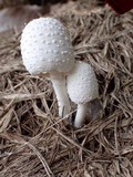 Leucocoprinus cretaceus image
