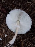Leucocoprinus cretaceus image