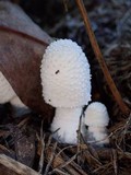 Leucocoprinus cretaceus image