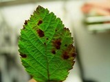Phragmidium violaceum image