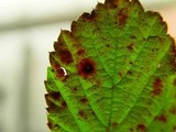 Phragmidium violaceum image