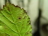 Phragmidium violaceum image