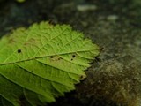 Phragmidium violaceum image