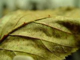 Phragmidium violaceum image