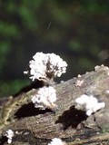 Xylaria cubensis image