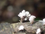 Xylaria cubensis image