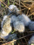 Phycomyces blakesleeanus image
