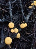 Pithya vulgaris image