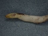 Clavaria acuta image