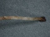 Clavaria acuta image