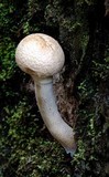 Boletellus dissiliens image