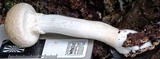 Boletellus dissiliens image