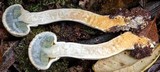 Boletellus dissiliens image