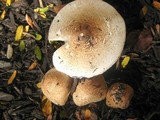 Echinoderma asperum image