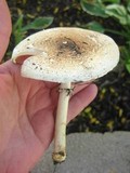 Echinoderma asperum image