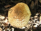 Echinoderma asperum image